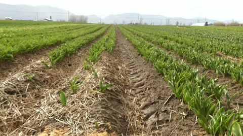 Tilt grrowing crop Stock Footage 61746086