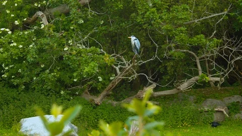 Tilt up to Heron on tree Stock Footage 114220507