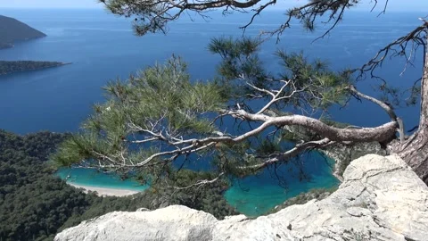 Tilt up High-angle view of turquoise secluded bay through pine trees 库存影片 333464713