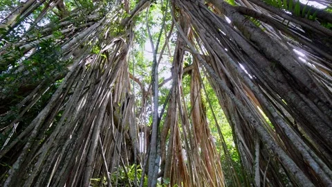 Tilt up the high tree root of banyan tree Vídeos de archivo 181424404