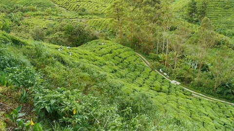 Tilt up of  hilly tea plantations with workers picking up tea leaves. Stock Footage 122039501