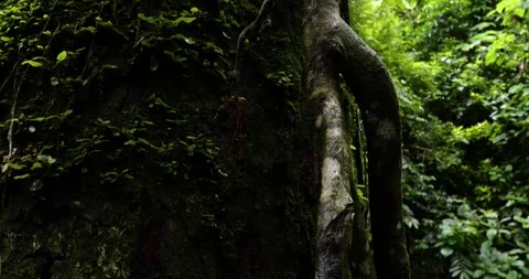 Tilt up a huge tree in the rainforest of Panama Stock Footage 205322859