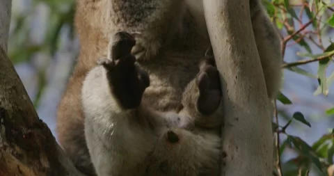 Tilt Up Of Koala, Details Stockbeeldmateriaal 330230157