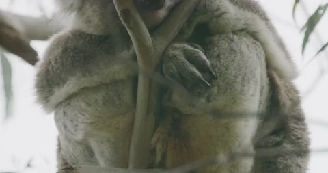 Tilt Up Of Koala, Sleeping On Tree, Close Up, 8K Stock Footage 334016878