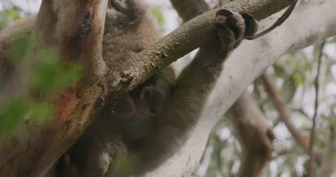 Tilt Up Of Koala On Tree, Close Up Stockbeeldmateriaal 330228862