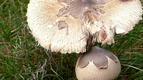 Tilt: Large and young, small mushroom growing next to each other in a forest Stock Footage 80273736