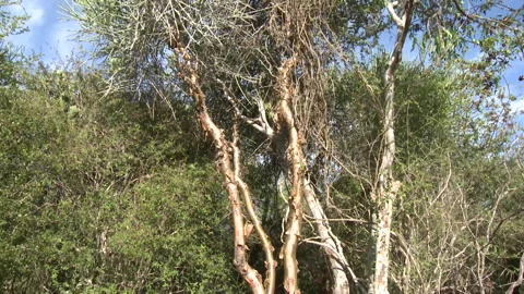 Tilt up of a large thorn tree Stock Footage 310540381