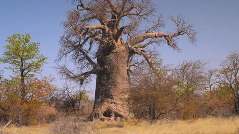 Adansonia Digitata L Stock Video Footage | Royalty Free Adansonia ...