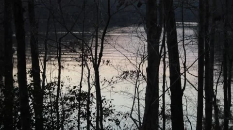 Tilt up from leaves on the ground through the woods to lake Stock Footage 44665802
