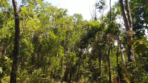 Tilt left tree in forest Video stock 169219107