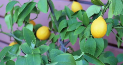 Tilt Up on Lemon Tree 動画素材 232784383