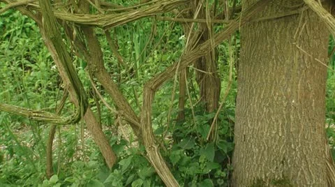 Tilt up - Liana tangle in tree Stock Footage 21881380