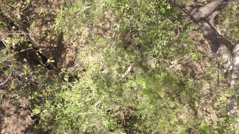 Tilt Up of Mantled Howler Monkey Pair Monkeys in Tree Vídeo Stock 132873965