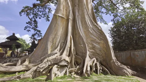 Tilt Up of a Massive Bayan Ancient Tree, Bali, Indonesia Stock Footage 346799051