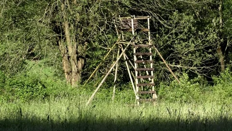 Tilt: Meadow in spring, high seat, wooden deerstand, trees and bushes Stock Footage 76808037