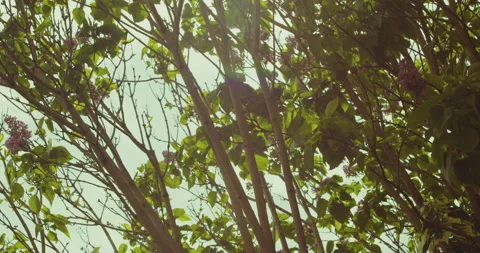 Tilt-up &amp; Medium shot of a tree as it sways gently in the wind (ProRes) Video stock 240624629