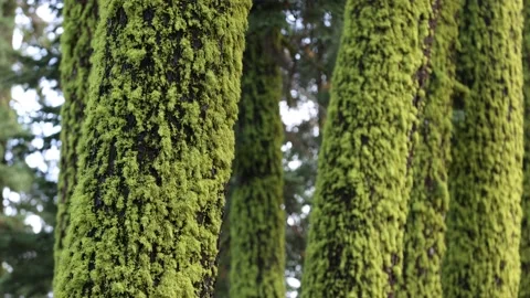 Tilt Up on Moss Covered Pine Trees - Shallow Depth of Field Stock Footage 182736825