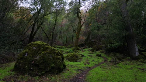 Tilt Up Mossy Boulder Forest Canopy 스톡 동영상 331206655