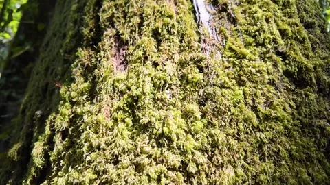 Tilt up from a mossy tree bark to sun shining through green leaves in a forest Stockbeeldmateriaal 332368925