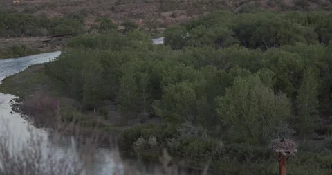 Tilt up to mother osprey brooding on nest at dawn in soft early light Stock Footage 336746160