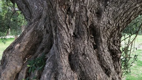 Tilt, moving of an old trunk of an olive tree on the shore of the Aegean Sea in Video stock 81285344
