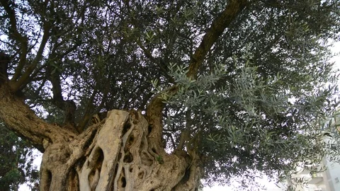 Tilt, moving of an old trunk of an olive tree. close up bark Vídeos de archivo 93856026