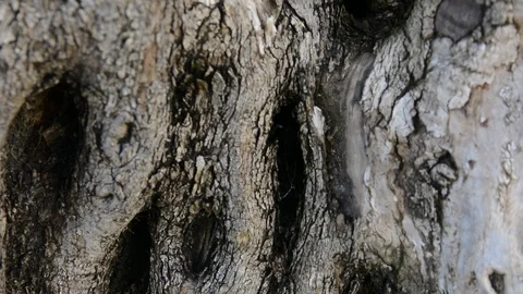 Tilt, moving of an old trunk of an olive tree. close up bark Видео 93856213