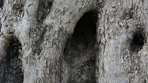 Tilt, moving of an old trunk of an olive tree. close up bark Vídeos de archivo 93856230