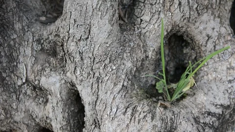 Tilt, moving of an old trunk of an olive tree. close up bark Видео 93856272