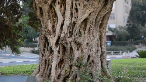 Tilt, moving of an old trunk of an olive tree. close up bark Vídeo Stock 93856425