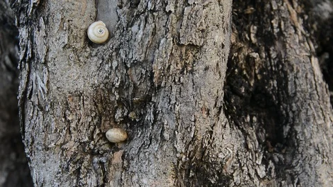 Tilt, moving of an old trunk of an olive tree. close up bark Vídeo Stock 93856427