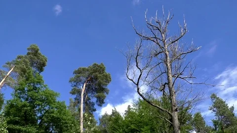 Tilt: Old, dying, leafless tree standing amongst healthy trees in a forest Stock Footage 76809891