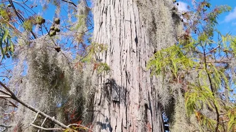 Tilt up of a old mossy tree in the Fall Stock Footage 143165741