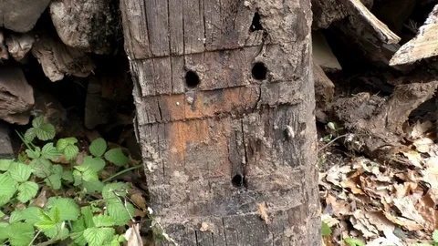 Tilt: Old timber beam with a surprised face Video stock 76762988