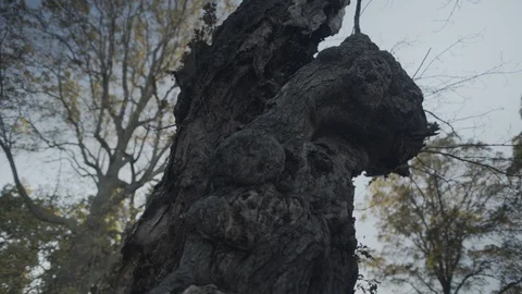 Tilt up old tree in the front yard Stock Footage 91120366