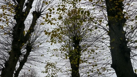 Tilt up over branches of an autumn tree with colourful leaves Stock Footage 126097030