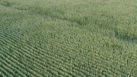 Tilt over cornfield at magic hour Stock Footage 140065964