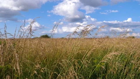 Tilt over meadow Video stock 195298799