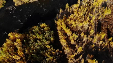 Tilt Up Over Truckee River with Fall Color to Reveal Interstate 80 Stock Footage 136056297