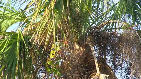 Tilt Up On Palm Tree to Blue Sky Stock Footage 18007988