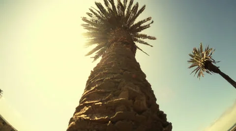 Tilt Up Palm Tree Stock Footage 26675920