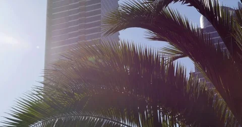 Tilt from palm tree to skycraper in San Francisco #1 Video stock 77740508