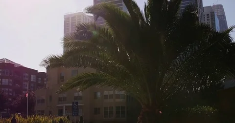 Tilt from palm tree to skycraper in San Francisco wide angle Video stock 77740569