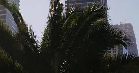 Tilt from palm tree to skycraper in San Francisco #2 Video stock 77740589