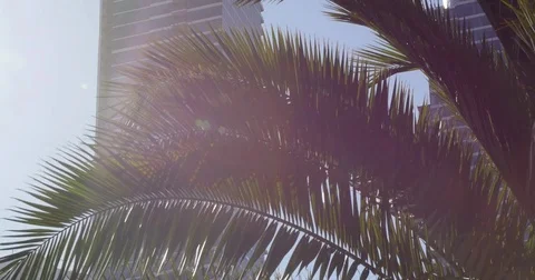 Tilt from palm tree to skycraper in San Francisco #3 Video stock 77741463