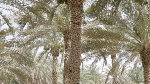 Tilt Up to Palm Tree Wide Stock Footage 89348416