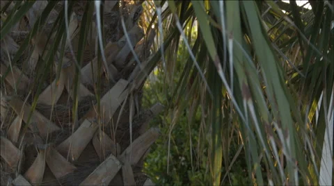 Tilt up on Palm Tree In The Wind Stock Footage 40257122