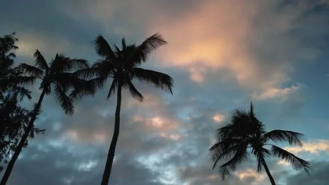 Tilt up palm trees Stock Footage 232426531