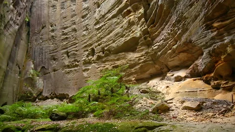 Tilt pan motion of rock formation know as The Amphitheater, Carnarvon Gorge,QLD Stock Footage 140608701