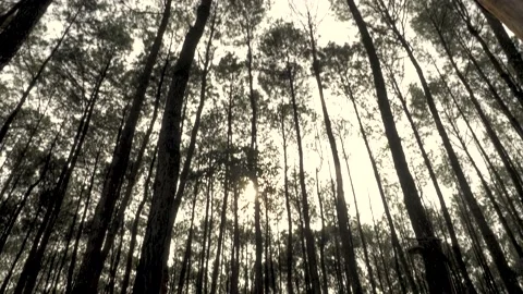 Tilt up the pine forest to the top of the leaves with sunlight Stock Footage 169833662